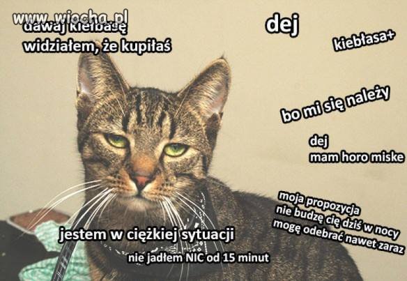 Kot Janusz 
