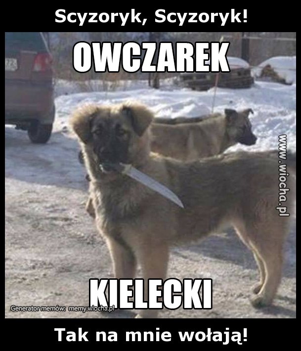 Scyzoryk, Scyzoryk!