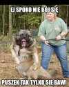 Puszek, siad!