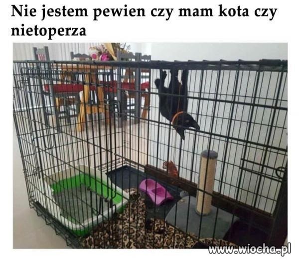 Nietoperz