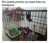 Nietoperz