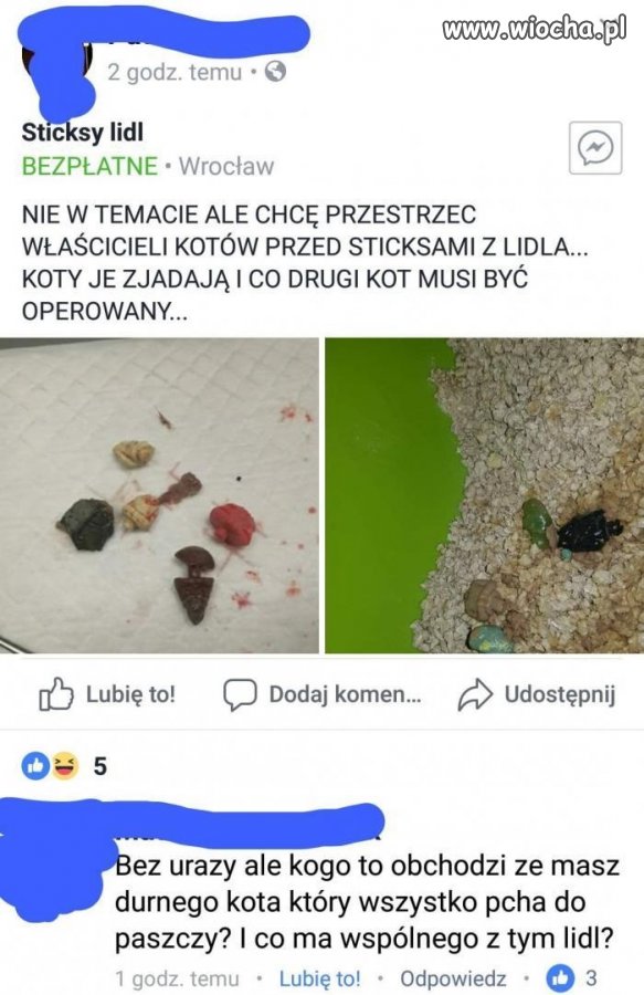 Durny kot, durny właściciel