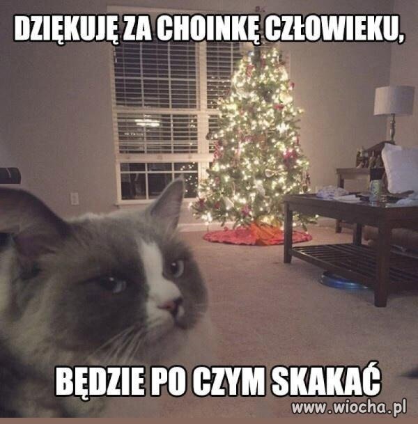 Wdzięczny kot
