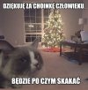 Wdzięczny kot