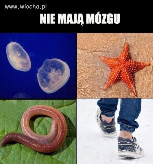 Stworzenia bez mózgu
