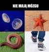 Stworzenia bez mózgu
