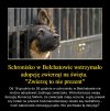 No i brawo.