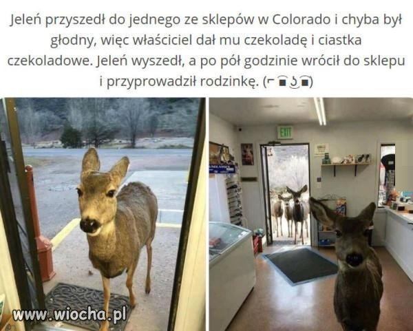 No witam