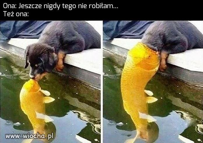 Siurp