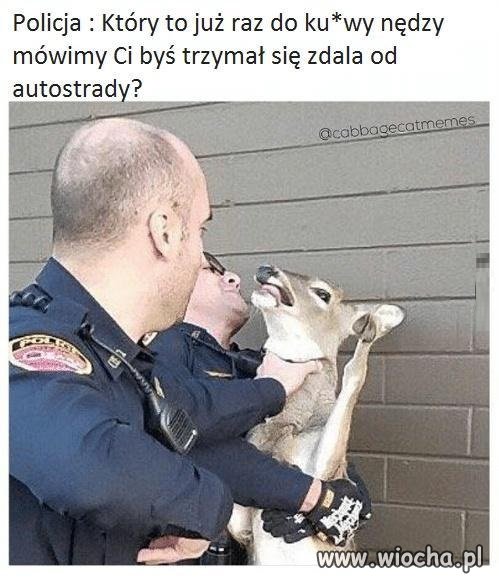 Zwierzęta takie niegrzeczne