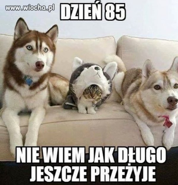 Dobry kamuflaż