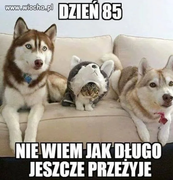 Dobry kamuflaż