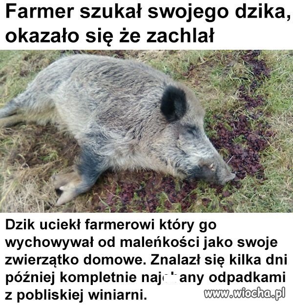 Piękna historia
