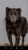 Grizzly po roku w Rosji