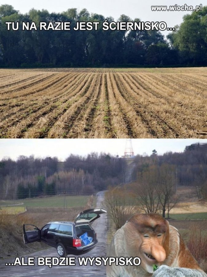 ściernisko