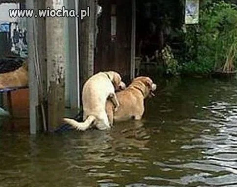 Uczta podczas zarazy.