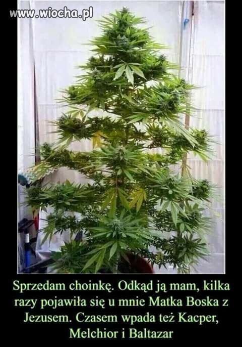 Choinka