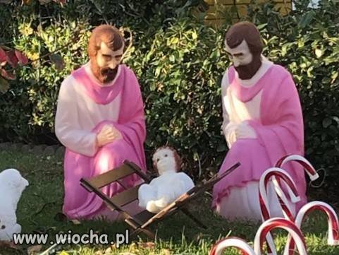 Dwóch różowych Józefów.