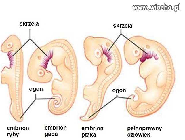 Krótka lekcja biologii