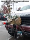 Biedny Rudolf...