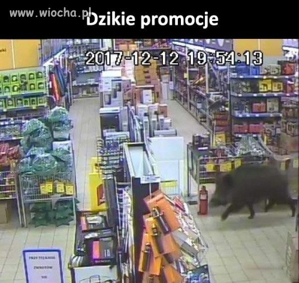 Dzikie promocje 