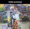Dzikie promocje 