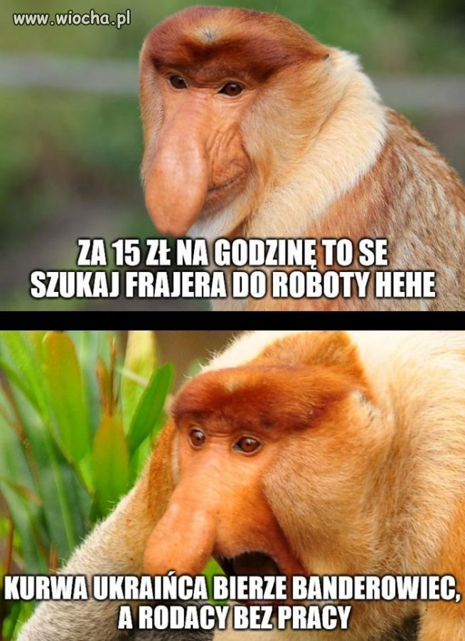 Banderowiec jeden!