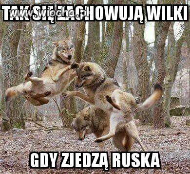 Wilk party
