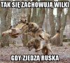 Wilk party