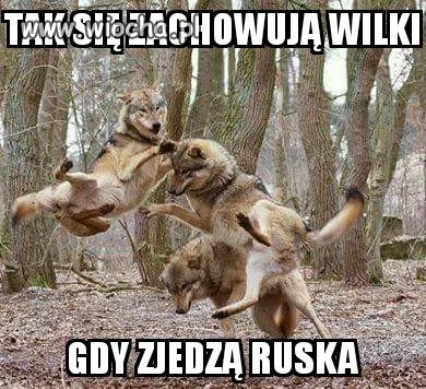 Wilk party