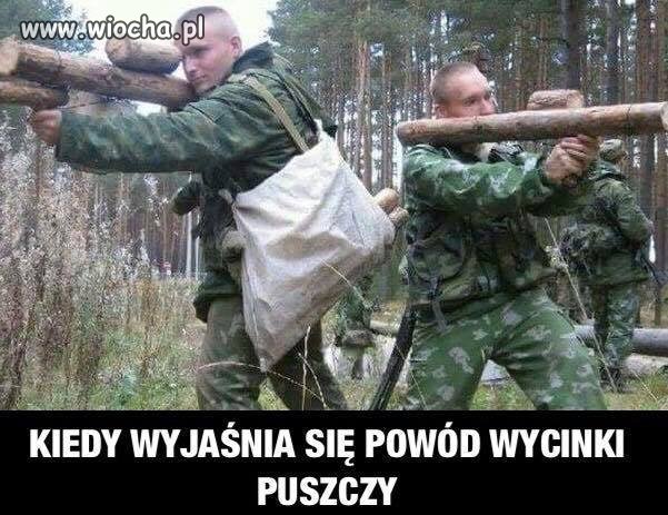 Powód wycinki