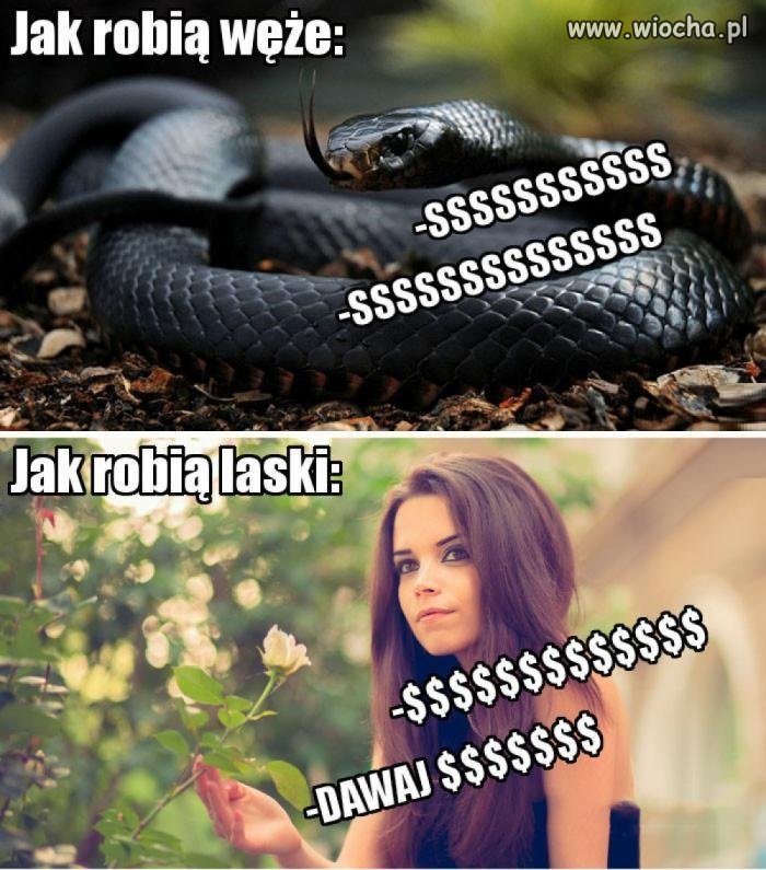 żmije