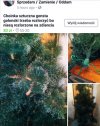 Sprzedam Choinkę