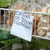 Coś się narodził tej nocy,  byś nas wyrwał z Gierałtowic