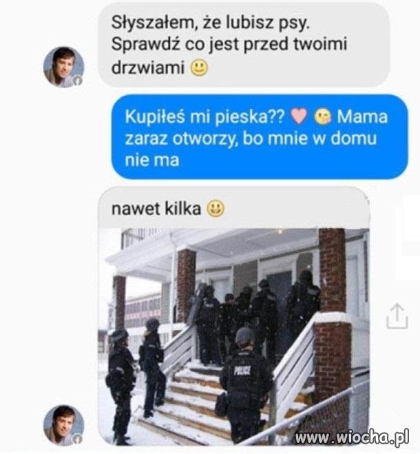 Duże ilości naraz psów
