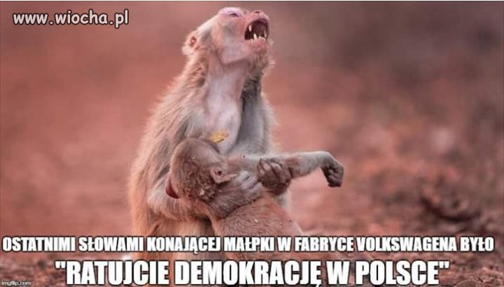 Niemcy mogą...