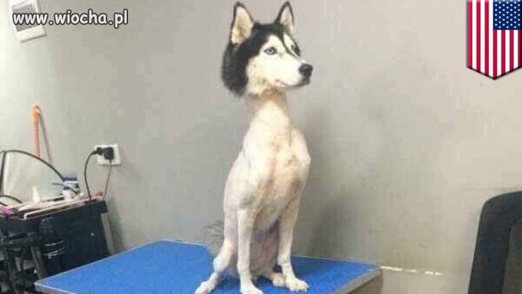 Husky