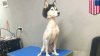 Husky
