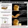 Nie musisz dziękować