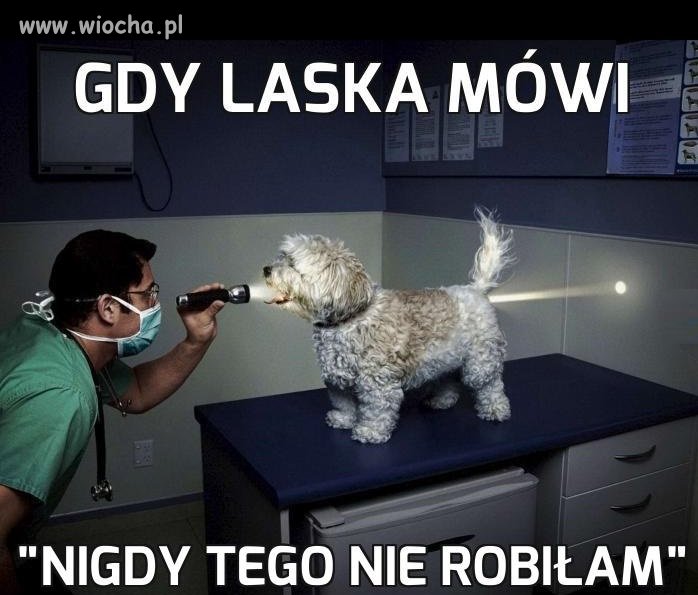 Gdy laska mówi