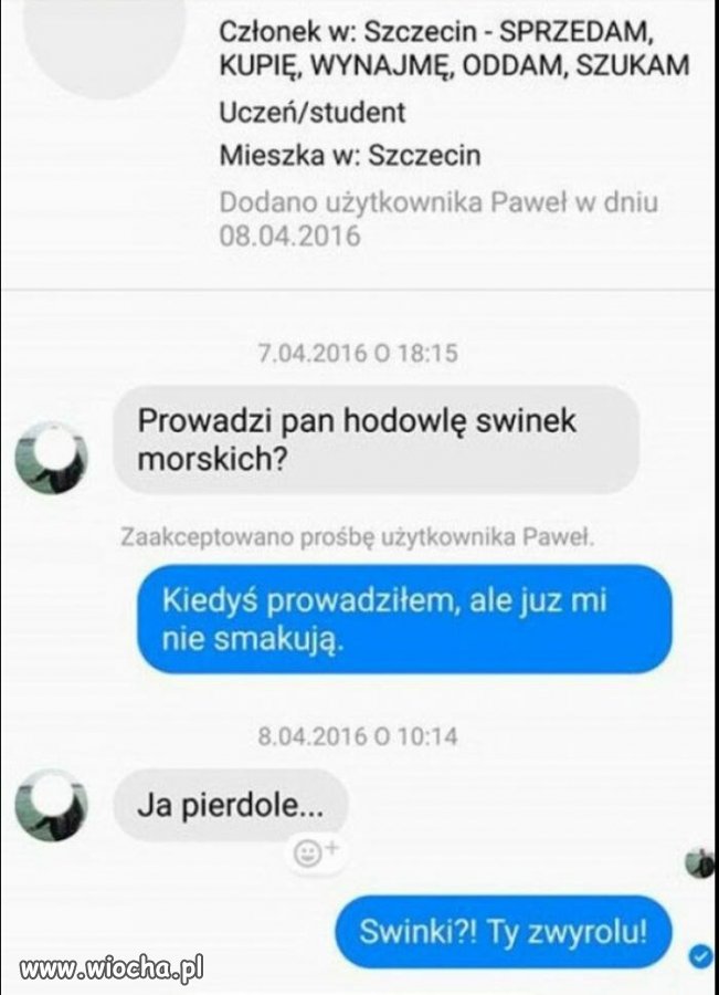 Świnki morskie