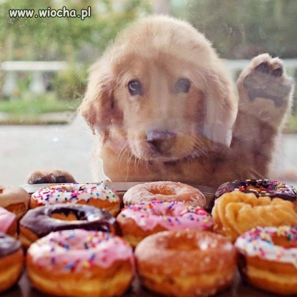 Dieta