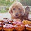 Dieta