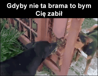 Pyskówki w sieci...