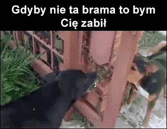 Pyskówki w sieci...