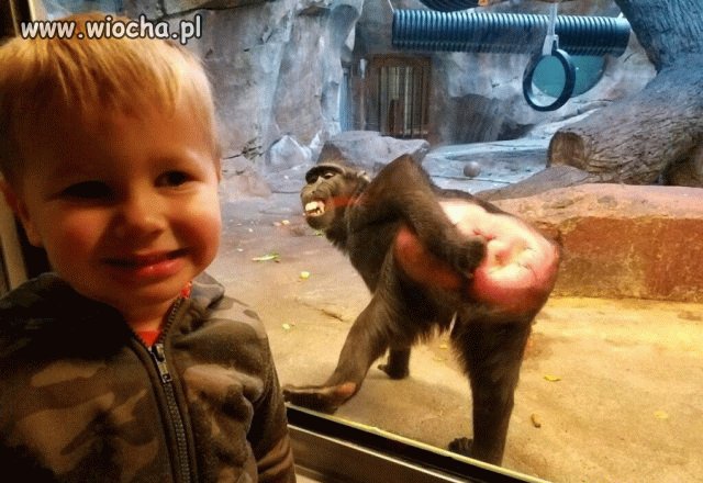 Takie tam z małpką