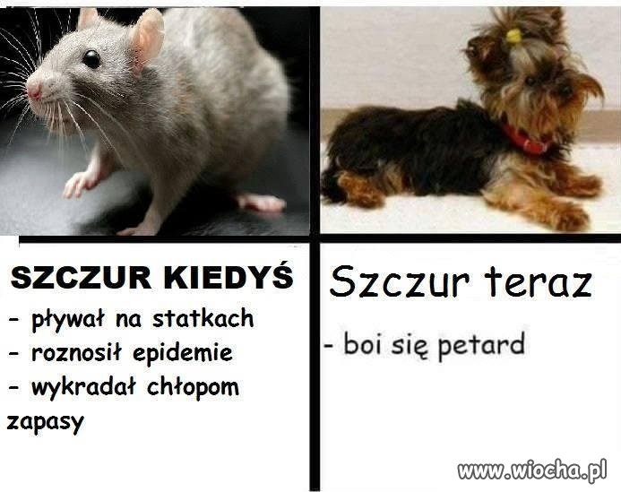 Szczury