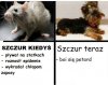 Szczury