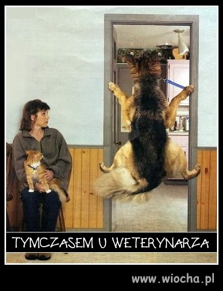 Zły weterynarz