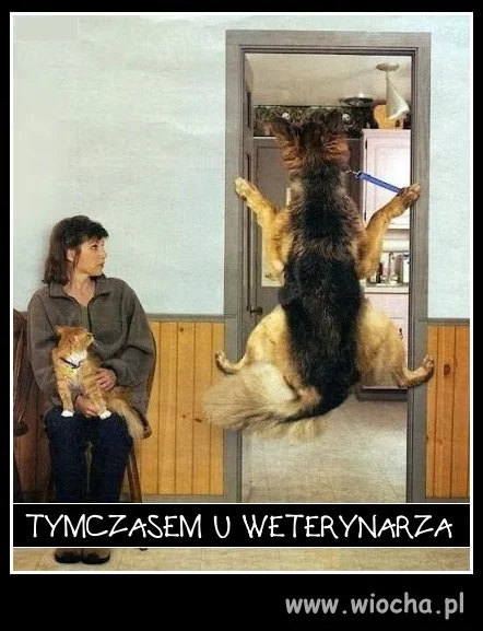 Zły weterynarz
